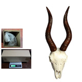 Maxbell Skull Sheep Head Wall Sculpture for Home Decor Gift 3D Wall Hanging Ornament Style B