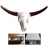 Maxbell Skull Animal Head Wall Sculpture Faux Animal Skull Wall Sculpture for Office Bull