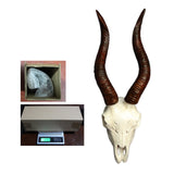 Maxbell Skull Animal Head Wall Sculpture Faux Animal Skull Wall Sculpture for Office Bull