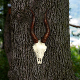 Maxbell Skull Animal Head Wall Sculpture Faux Animal Skull Wall Sculpture for Office Sheep