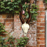 Maxbell Skull Animal Head Wall Sculpture Faux Animal Skull Wall Sculpture for Office Sheep