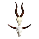 Maxbell Skull Animal Head Wall Sculpture Faux Animal Skull Wall Sculpture for Office Bull and Sheep