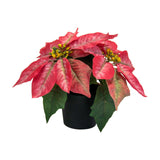 Christmas Artificial Poinsettia Plant Realistic for Festival Window Tabletop Style C