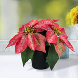 Christmas Artificial Poinsettia Plant Realistic for Festival Window Tabletop Style C