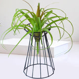 Air Plant Holder Wedding Flower Stand for Engagement Anniversary Celebration Black