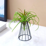 Air Plant Holder Wedding Flower Stand for Engagement Anniversary Celebration Black