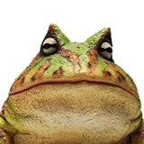 Maxbell Frog Figurine Landscape Funny Animal Sculpture for Patio Countertop Tabletop Green