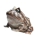 Maxbell Frog Figurine Landscape Funny Animal Sculpture for Patio Countertop Tabletop Gray