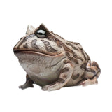 Maxbell Frog Figurine Landscape Funny Animal Sculpture for Patio Countertop Tabletop Gray