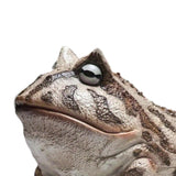 Maxbell Frog Figurine Landscape Funny Animal Sculpture for Patio Countertop Tabletop Gray