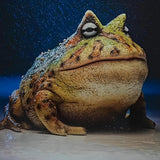 Maxbell Frog Figurine Landscape Funny Animal Sculpture for Patio Countertop Tabletop Gray