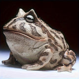 Maxbell Frog Figurine Landscape Funny Animal Sculpture for Patio Countertop Tabletop Gray
