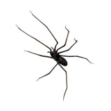 Maxbell Spider Fridge Magnet Holiday Car Garage Door Halloween Strong Magnetic Decal
