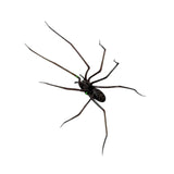 Maxbell Spider Fridge Magnet Holiday Car Garage Door Halloween Strong Magnetic Decal