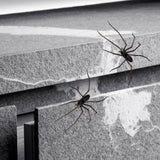 Maxbell Spider Fridge Magnet Holiday Car Garage Door Halloween Strong Magnetic Decal