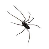 Maxbell 3D Spider Fridge Magnet Halloween Magnetic Decal for Office Refrigerator Car Black