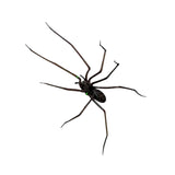 Maxbell 3D Spider Fridge Magnet Halloween Magnetic Decal for Office Refrigerator Car Black