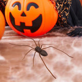 Maxbell 3D Spider Fridge Magnet Halloween Magnetic Decal for Office Refrigerator Car Dark Brown