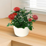 Maxbell Flower Pot European Flower Bucket Planter for Balconies Office Kitchen