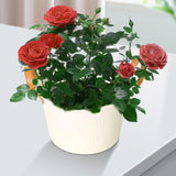 Maxbell Flower Pot European Flower Bucket Planter for Balconies Office Kitchen
