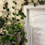 Maxbell 3 Pieces Wall Plant Climbing Brackets Climbing Plants Attachment for Bedroom Style A