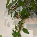 Maxbell 3 Pieces Wall Plant Climbing Brackets Climbing Plants Attachment for Bedroom Style A