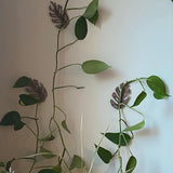 Maxbell 3 Pieces Wall Plant Climbing Brackets Climbing Plants Attachment for Bedroom Style A