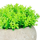 Maxbell Small Fake Plant Decorative Desktop Ornament for Bedroom Coffee Table Indoor
