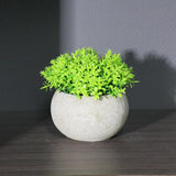 Maxbell Small Fake Plant Decorative Desktop Ornament for Bedroom Coffee Table Indoor
