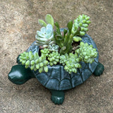 Maxbell Turtle Planter Pot Craft Collectible Art Flower Pot for Yard Gift Restaurant