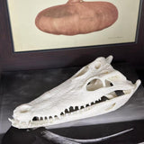 Maxbell Realistic Alligator Skull Crocodile Skull Head Sculpture for Living Room Bar