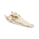 Maxbell Realistic Alligator Skull Crocodile Skull Head Sculpture for Living Room Bar