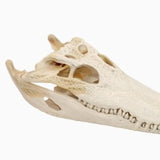 Maxbell Realistic Alligator Skull Crocodile Skull Head Sculpture for Living Room Bar