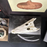 Maxbell Realistic Alligator Skull Crocodile Skull Head Sculpture for Living Room Bar