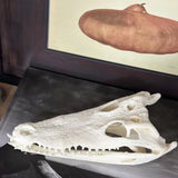 Maxbell Realistic Alligator Skull Crocodile Skull Head Sculpture for Living Room Bar