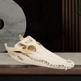 Maxbell Realistic Alligator Skull Crocodile Skull Head Sculpture for Living Room Bar