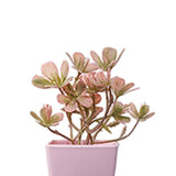 Maxbell 6Pcs Potted Artificial Flowers Mini Potted Plants for Desk Farmhouse Outdoor Style A