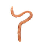 Maxbell 3D Soft Crab with Hook + Earthworm Lure Set Fishing Tackle Gear - Aladdin Shoppers