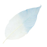 Maxbell 100 Pieces Natural Magnolia Skeleton Leaf Leaves for DIY Crafts Purple Blue - Aladdin Shoppers