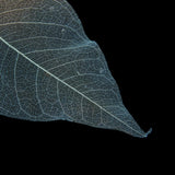 Maxbell 100 Pieces Natural Magnolia Skeleton Leaf Leaves for DIY Crafts Purple Blue - Aladdin Shoppers