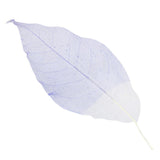 Maxbell 50Pcs Natural Magnolia Skeleton Leaf Leaves Card Scrapbook - Purple+White - Aladdin Shoppers