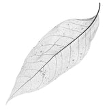 Maxbell 50Pcs Natural Magnolia Skeleton Leaf Leaves Card Scrapbook - Black - Aladdin Shoppers