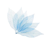 Maxbell 100Pcs Natural Magnolia Skeleton Leaf  Card Scrapbook Leaves Blue and Brown