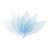 Maxbell 100Pcs Natural Magnolia Skeleton Leaf  Card Scrapbook Leaves Blue and Brown