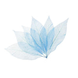 Maxbell 100Pcs Natural Magnolia Skeleton Leaf  Card Scrapbook Leaves Blue and Brown