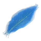Maxbell 100Pcs Natural Magnolia Skeleton Leaf  Card Scrapbook Leaves Blue and Brown