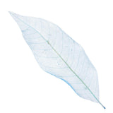 Maxbell 100Pcs Natural Magnolia Skeleton Leaf  Card Scrapbook Leaves Blue and Brown