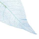 Maxbell 100Pcs Natural Magnolia Skeleton Leaf  Card Scrapbook Leaves Blue and Brown