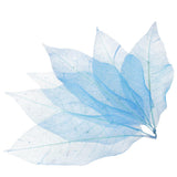 Maxbell 100Pcs Natural Magnolia Skeleton Leaf  Card Scrapbook Leaves Blue and Brown