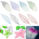 Maxbell 100Pcs Natural Magnolia Skeleton Leaf  Card Scrapbook Leaves Blue and Brown